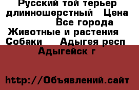Русский той-терьер длинношерстный › Цена ­ 7 000 - Все города Животные и растения » Собаки   . Адыгея респ.,Адыгейск г.
